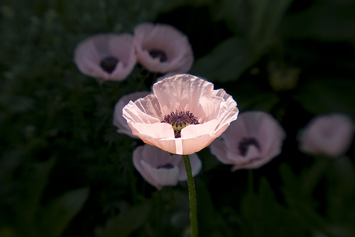 lensbaby pink