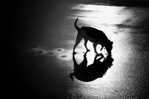Moonlit dog