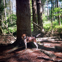 Skitters in Abbots Wood