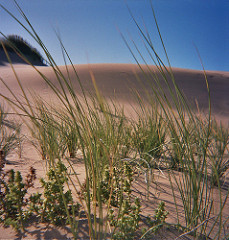 Grass on sand