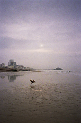 Skitters at sunrise on a low tide Brighton beach