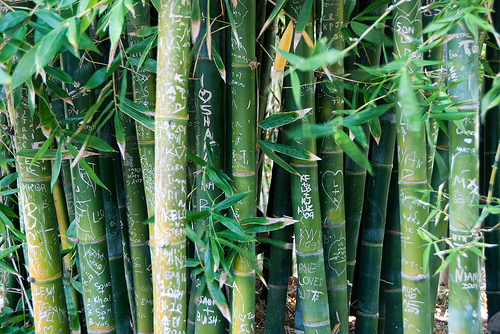 Bamboo