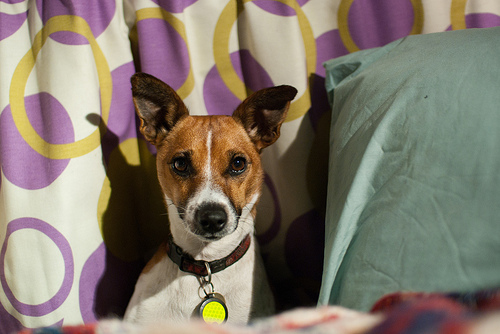 Skitters and the 70s style campervan curtains