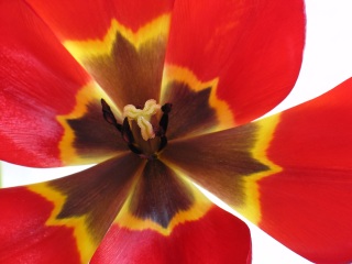 abstract tulip