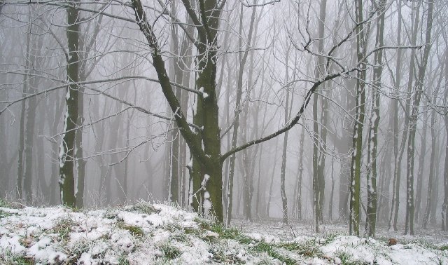 Snowy trees