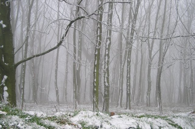 More snowy trees