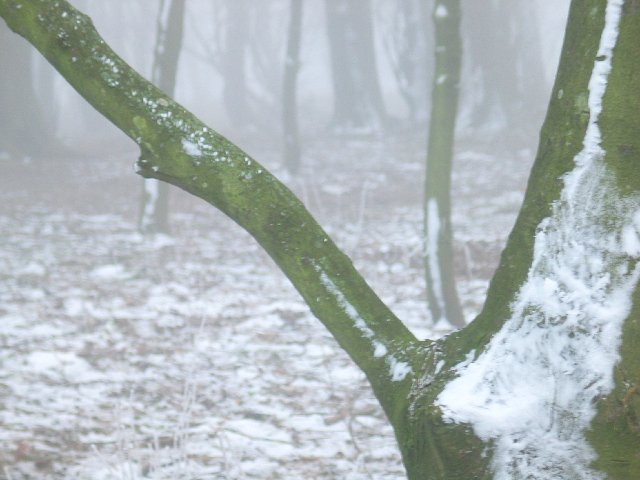 Snow in the fork of a tree