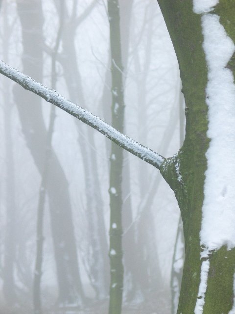 Tree with snow crystals