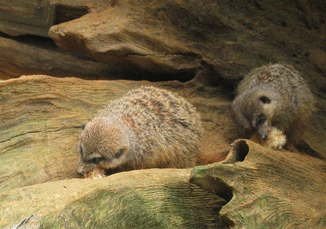 Meerkats feeding