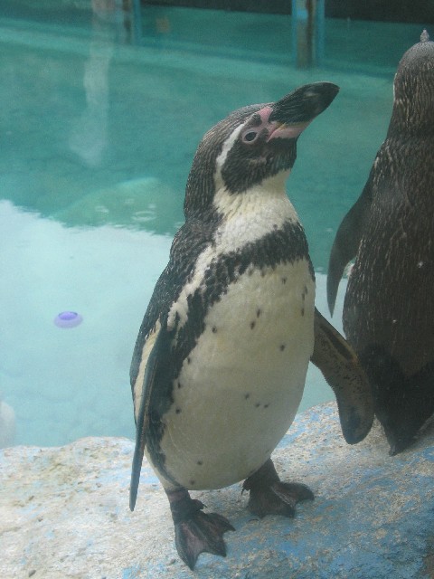 Real penguin