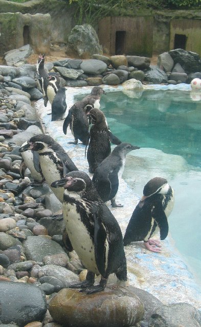 Lots of penguins