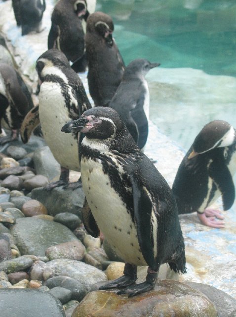 and more penguins
