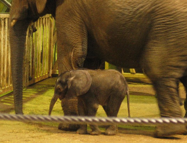 Baby elephant