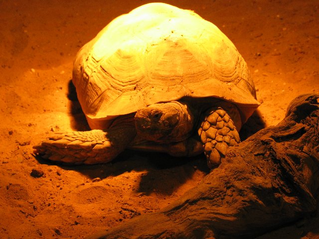 Tortoise