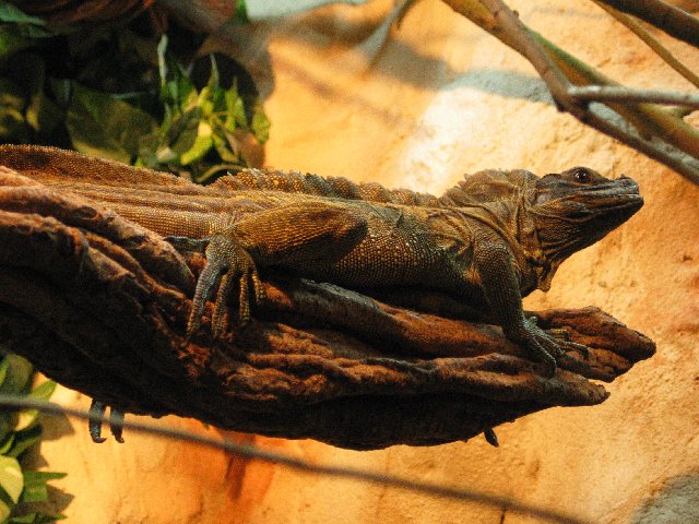 Lizard II