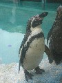 Real penguin