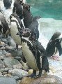and more penguins