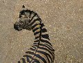 Bendy necked zebra