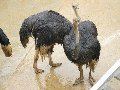 Ostrich or emu?