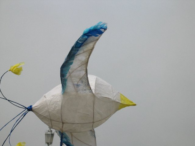 Seagull