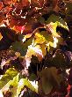 Leaves in Steyning