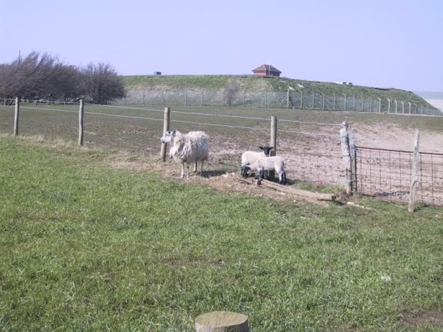 The sheep stares back