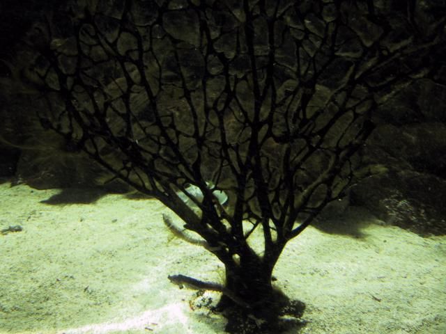 Underwater tree