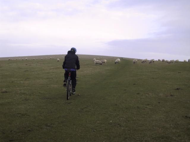 Rich chases sheep