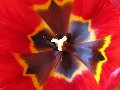 Abstract Tulip 1