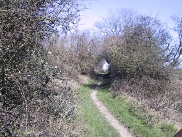 Track beneath the trees