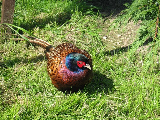 British Wildlife Centre I