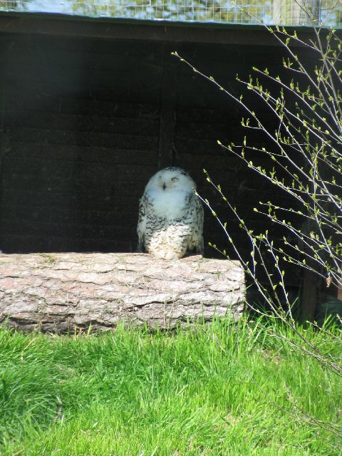 British Wildlife Centre IV