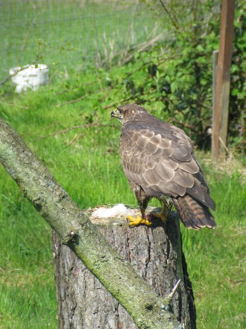 British Wildlife Centre III