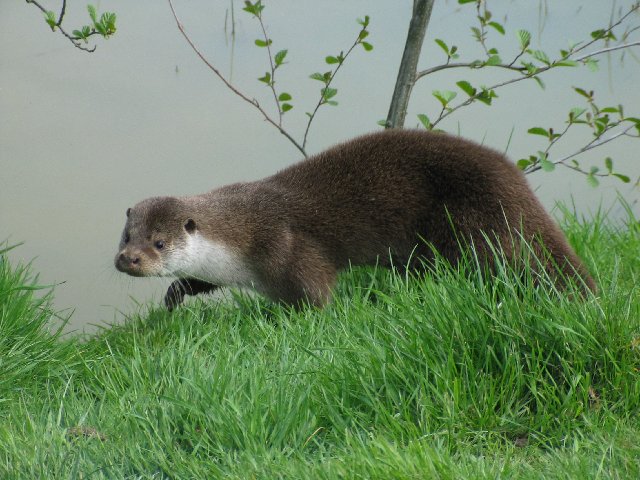 British Wildlife Centre VII