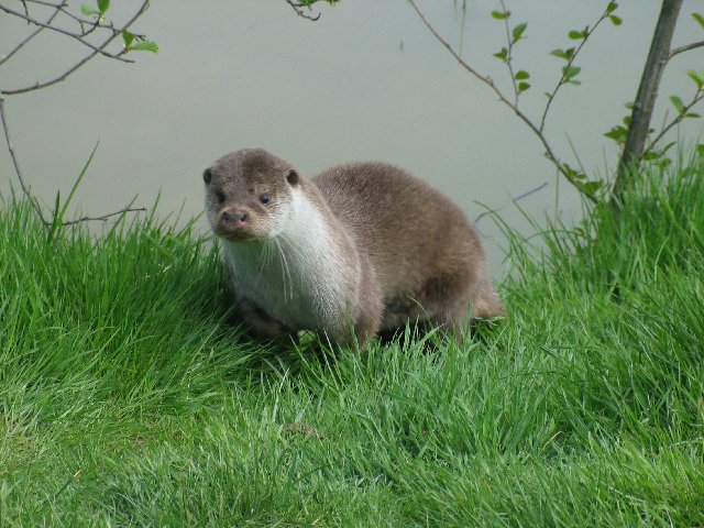 British Wildlife Centre VIII