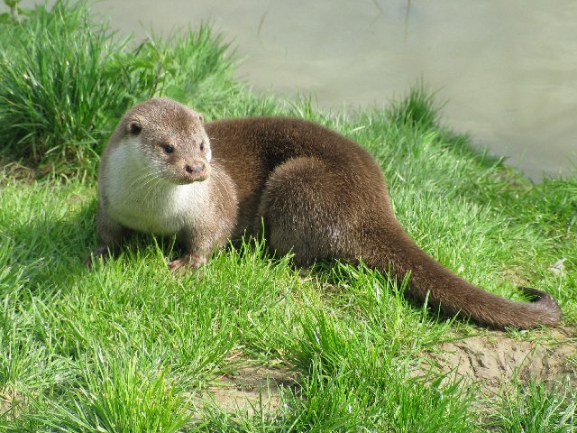 British Wildlife Centre IX