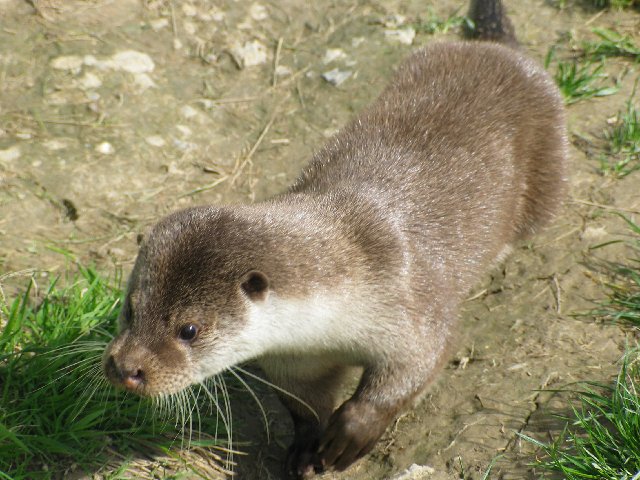 British Wildlife Centre X