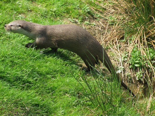 British Wildlife Centre XI