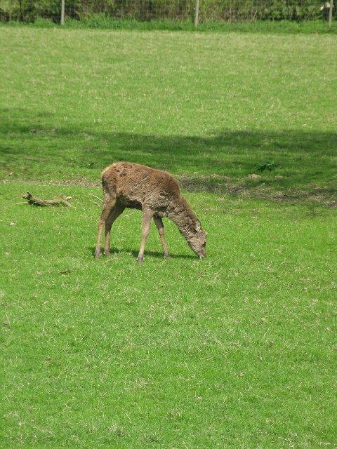 British Wildlife Centre XIV