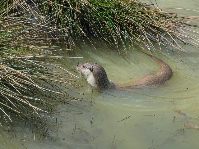 British Wildlife Centre XII