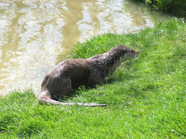 British Wildlife Centre XIII