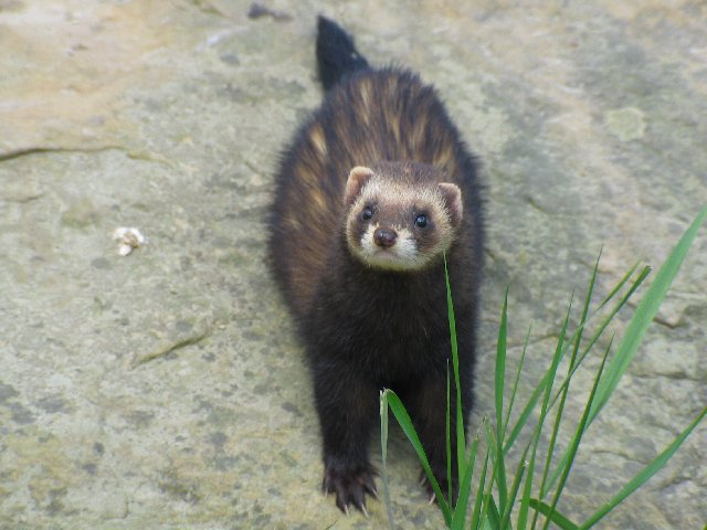 British Wildlife Centre XIX