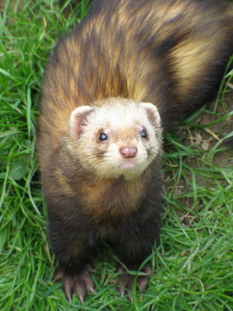 British Wildlife Centre XX