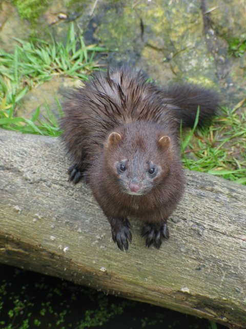 British Wildlife Centre XXI