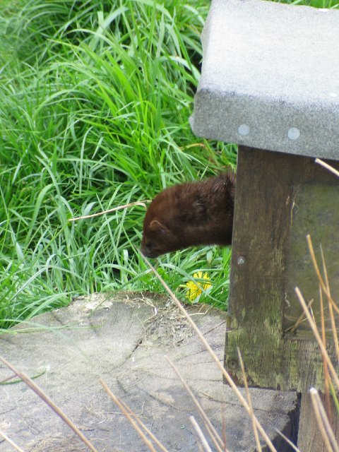 British Wildlife Centre XXII