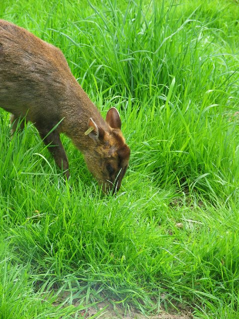 British Wildlife Centre XXIV