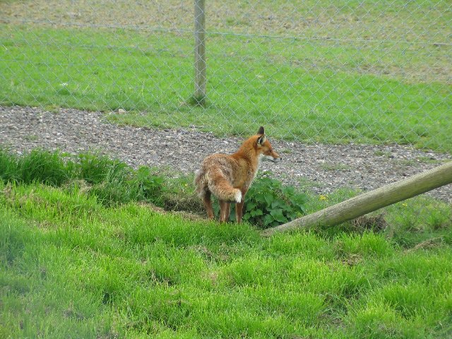 British Wildlife Centre XXV