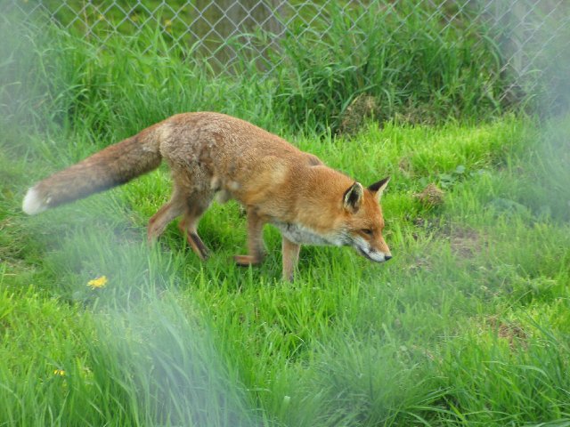 British Wildlife Centre XXVI