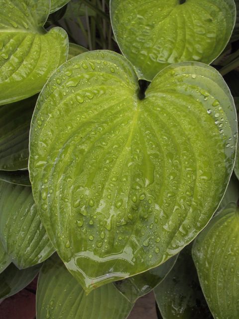 The wet leaf of a plant