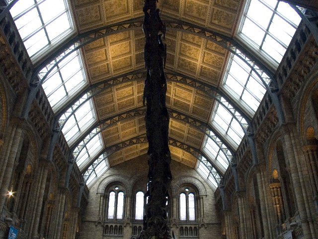 Natural History Roof I